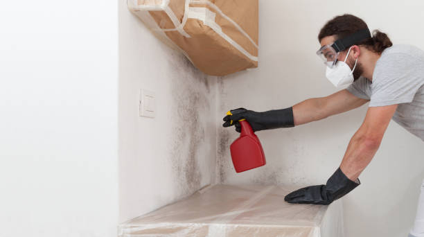Professional Basement Mold Remediation technician working in Alexandria, KY