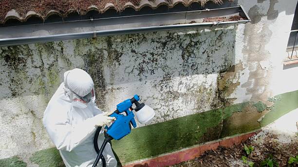 Top rated local Basement Mold Remediation specialists in Alexandria, KY